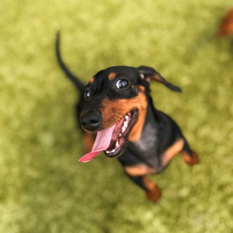 welcome miss Gigi to the pet of the month club 🐾

her daily routine, if you must know:

• wakes up. demands breakfast.
• attends daycare like it’s her 9–5
• zoomies around the house like she owns it
• naps like she just got off a double shift
• repeat

Gigi stays booked & busy 24/7 💋