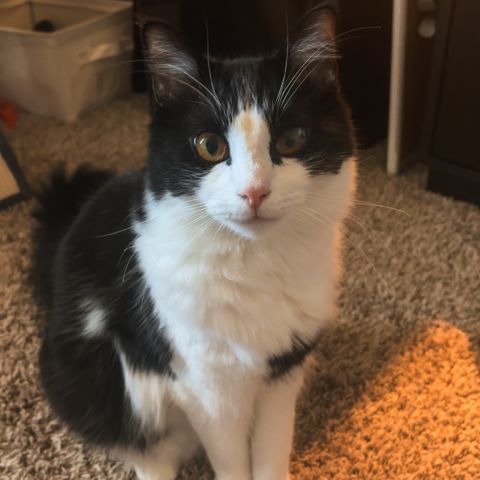 welcome Puffin to the pet of the month club 🐾

his daily routine, if you are wondering: 

• wakes up and scream for breakfast 
• gets food. no longer wants it 
• play with his fav fish toy 
•sleeps all day for recovery of his morning 

Puffin is very busy making sure everything goes his way!