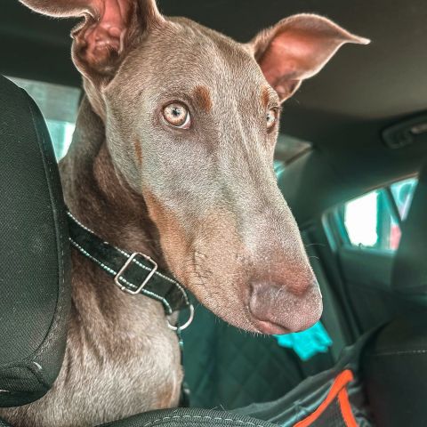welcome Dobby to the pet of the month club 🐾

his daily routine is pretty serious business:

• wakes up convinced he’s a tiny lap dog
• breakfast must be served exactly how he likes it
• patrols the house for suspicious objects (that are usually harmless)
• plays until he’s out of energy
• ends the day cuddled up like he weighs 10 lbs

being a gentle giant is a full-time job 🤎